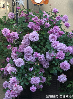 虹越月季蓝色阴雨龙沙蒂娜果汁阳台微型阳台月季小苗盆栽藤本灌木