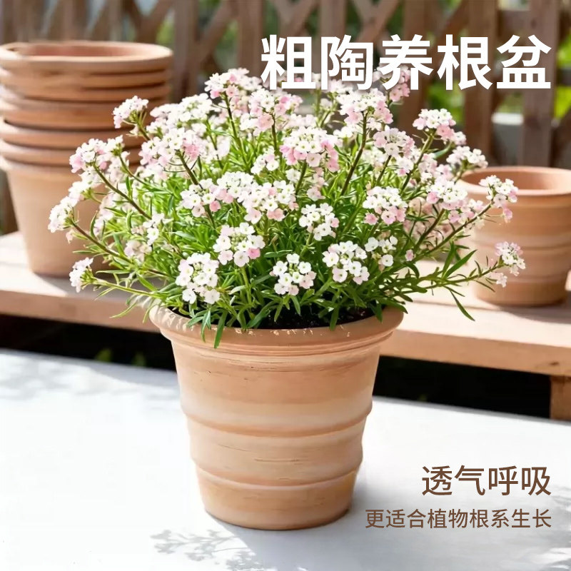 园艺陶盆花盆多肉蝴蝶兰家用兰花三角梅粗陶花盆盆栽专用透气透水图片