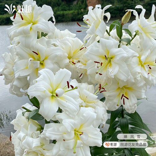进口百合花种球易养种球