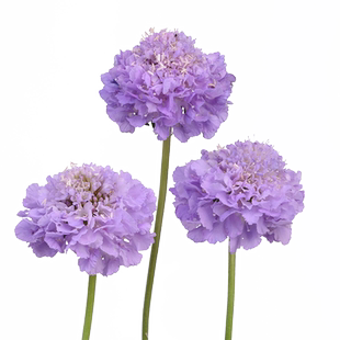 花彩蓝盆花盆栽圣代花阳台花园庭院花境植物松虫草切花耐寒可地栽