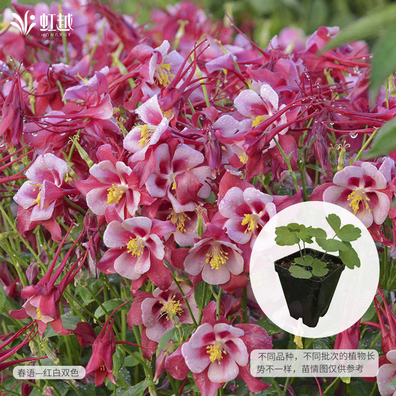 虹越园艺家耧斗菜花苗重瓣矮生切花四季家庭阳台盆栽庭院室内,鲜花速递/花卉仿真/绿植园艺,时令草本花卉,淘宝优惠券,粉丝福利购,淘宝优惠卷