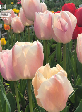 进口皇家系列郁金香种球自然球5度球根皇家珊瑚杏色骄傲花卉虹越