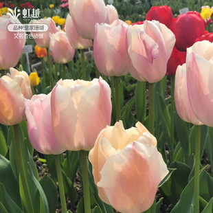 进口皇家系列郁金香种球自然球5度球根皇家珊瑚杏色骄傲花卉虹越