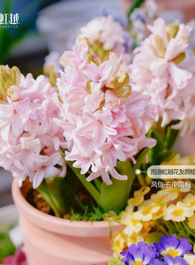 风信子土培水培种球荷兰进口球根种子苗新手种花阳台可盆栽虹越