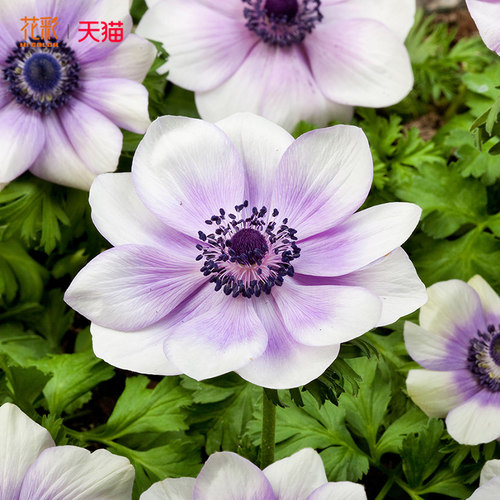 花彩银莲花耐寒多年生球根好养