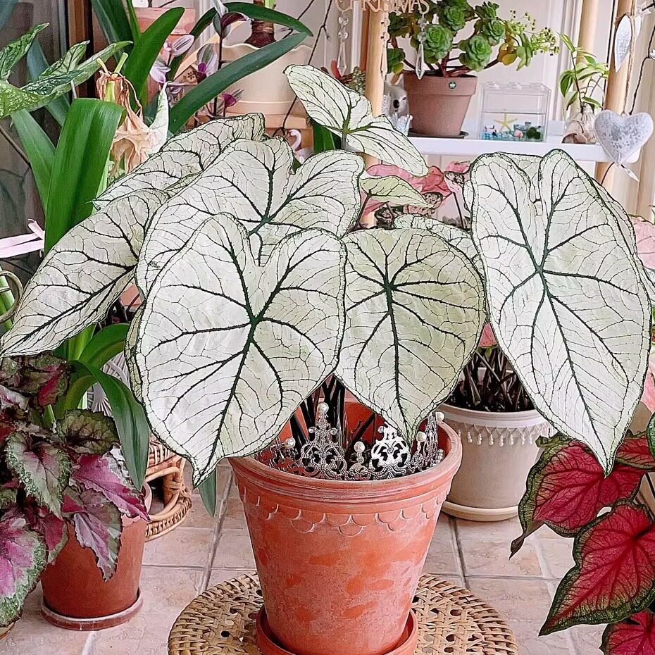 花彩彩叶芋种球大球好养图片