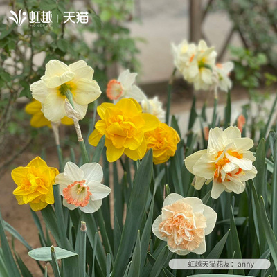 虹越进口洋水仙种球多年生