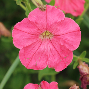 虹越种子矮牵牛垂吊喇叭花室内外阳台四季春季播种花卉盆栽种籽