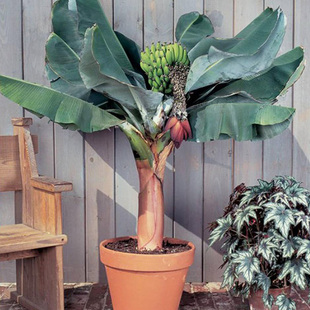 虹越卡文迪什香蕉盆栽室内阳台办公室桌面矮蕉观赏四季常绿植好养