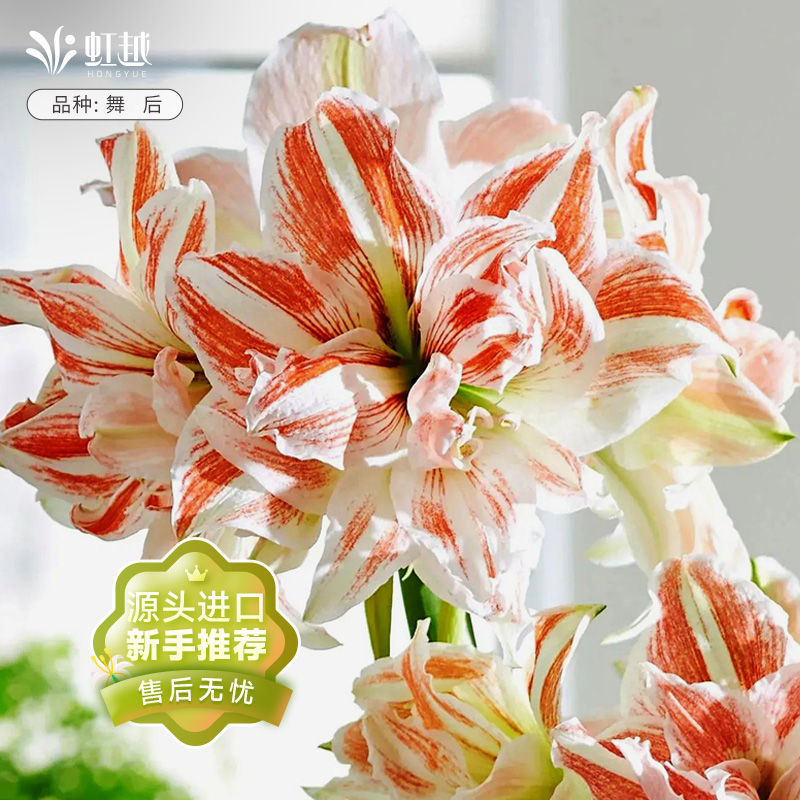 进口朱顶红种球错版包赔