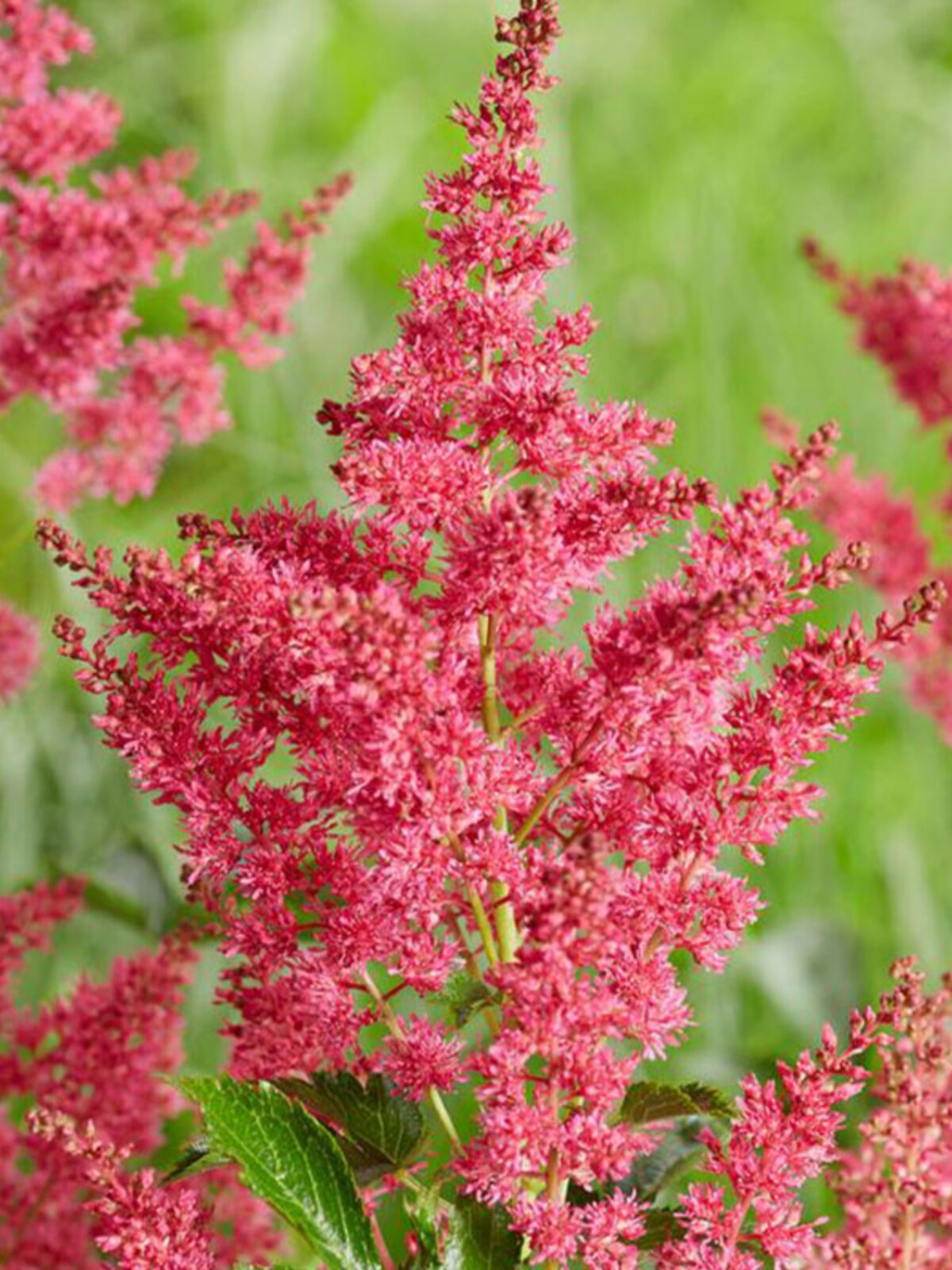落新妇花卉盆栽花量多欧洲粉多年生耐阴耐寒植物庭院阳台绿植开花