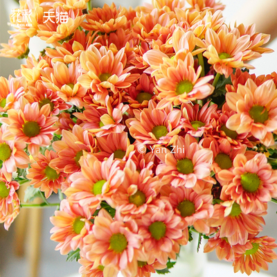 花彩切花菊花苗盆栽三文鱼多年生
