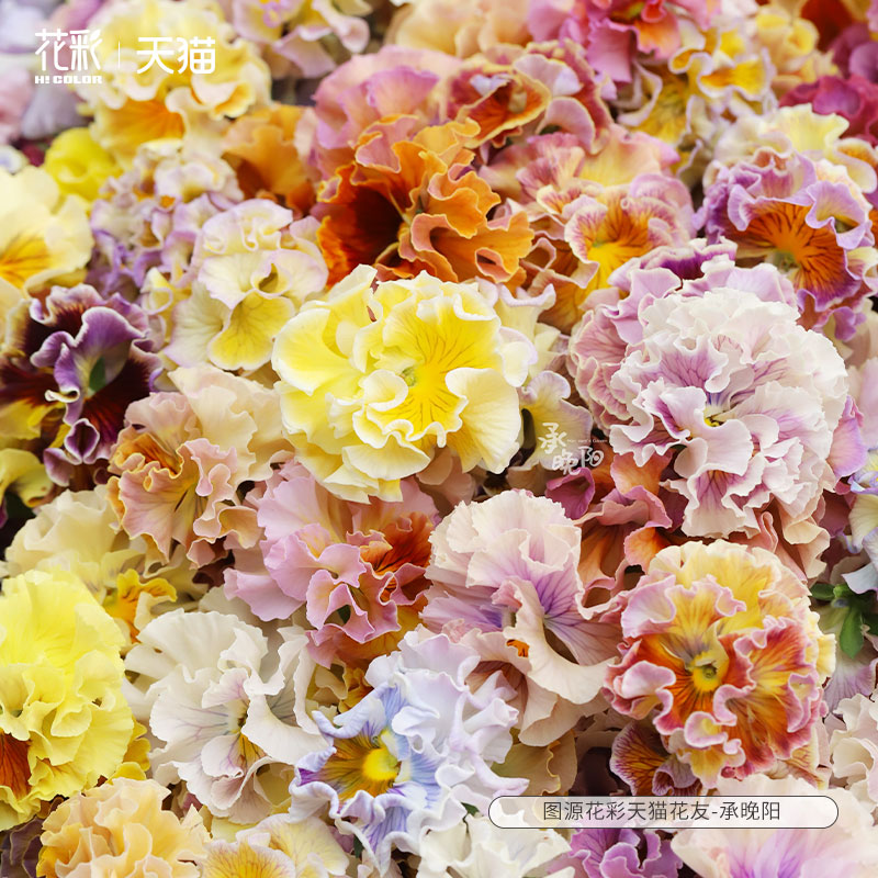 超60个中外品种，超全角堇大链接