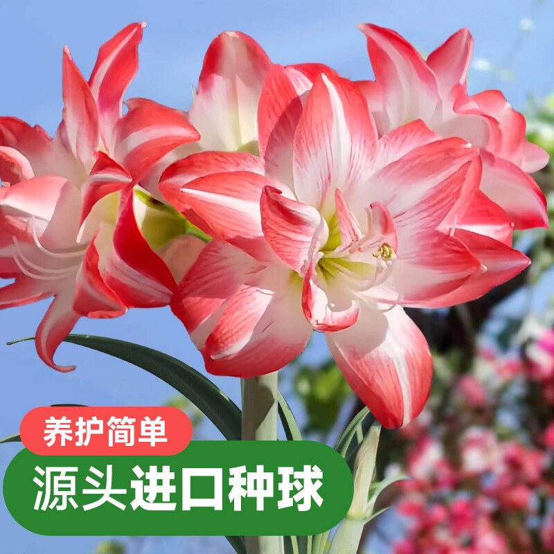 花孔雀朱顶红秘鲁进口重瓣种球花种子庭院盆栽园艺土培花卉虹越