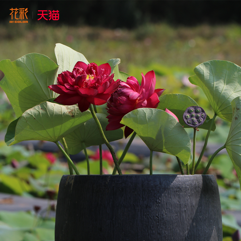 花彩碗莲水培植物种藕四季水养阳台鱼缸池塘夏季微型荷花水生预售