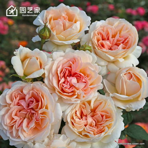 园艺家月季花苗盆栽龙沙宝石瑞典女王珊瑚果冻权杖之岛呼吸香水