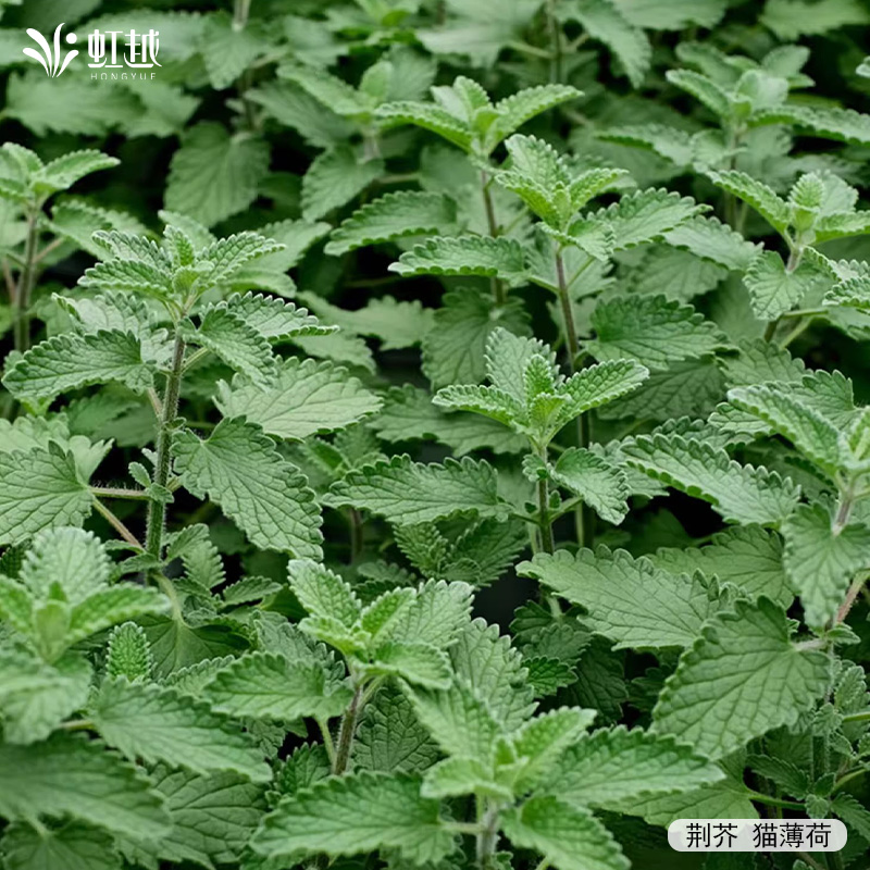 虹越香草薄荷种苗好养