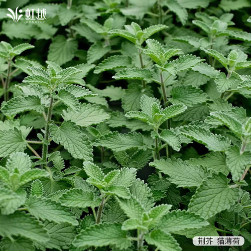 虹越香草薄荷种苗好养
