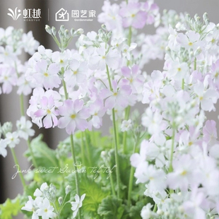 小花樱草盆栽小花苗多年生草本花卉虹越花园庭院花镜好养易活花卉