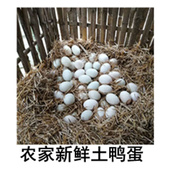 土鸭子50只装 黄山颜公河农家新鲜散养生鸭蛋草鸭蛋土麻鸭蛋 包邮