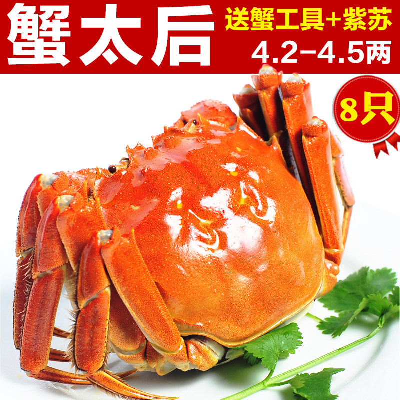 金日旺 现货特大母蟹 阳澄湖大闸蟹鲜活 全母螃蟹4.2-4.5两 8只|msdalam kategori daging perikanan/Buah-buahan segar dan sayur-sayuran/dimasak, makanan laut/produk akuatik/produk, ketam, ketam - dari Buy2taobao.com untuk memberikan perkhidmatan ejen Taobao profesional membeli