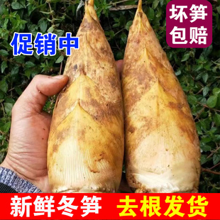 冬笋新鲜冬笋春笋现挖黄泥大冬笋江西大冬笋肉雷笋楠山竹笋毛竹笋