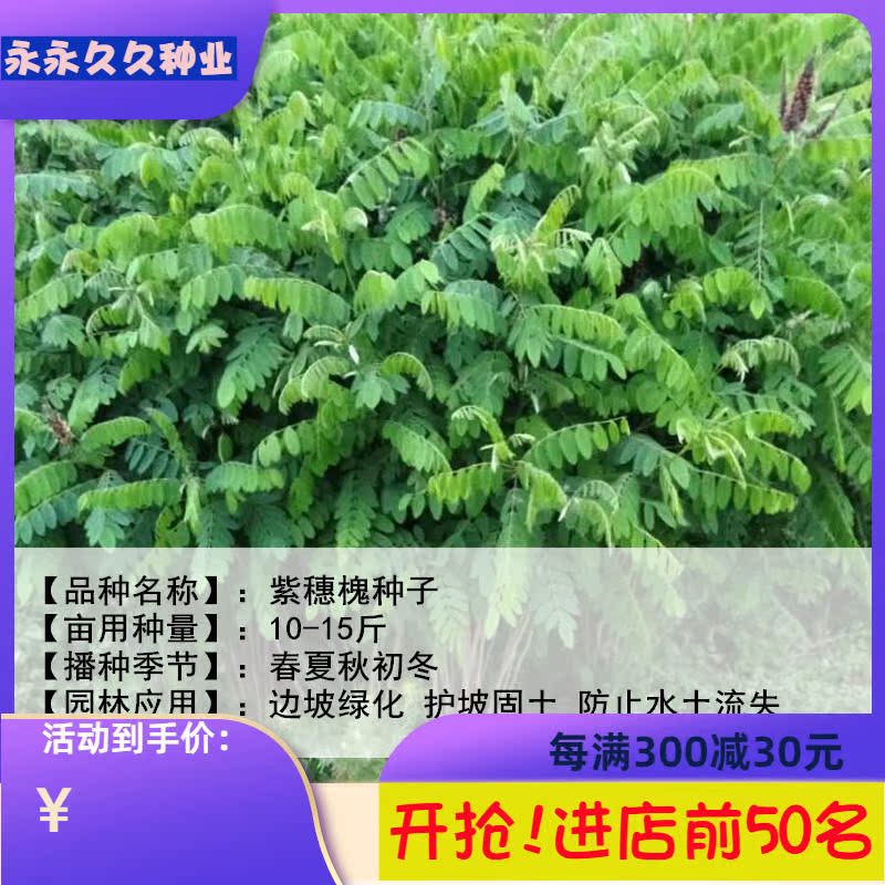 护坡灌木种子胡枝子紫穗槐种子多花木兰荆条猪屎豆刺槐银合欢