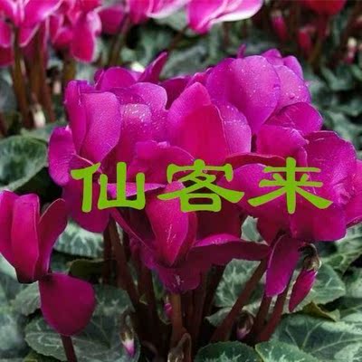 仙客来种子卜海棠兔耳花兔子花籽多年生室内外盆栽春秋播冬春开花