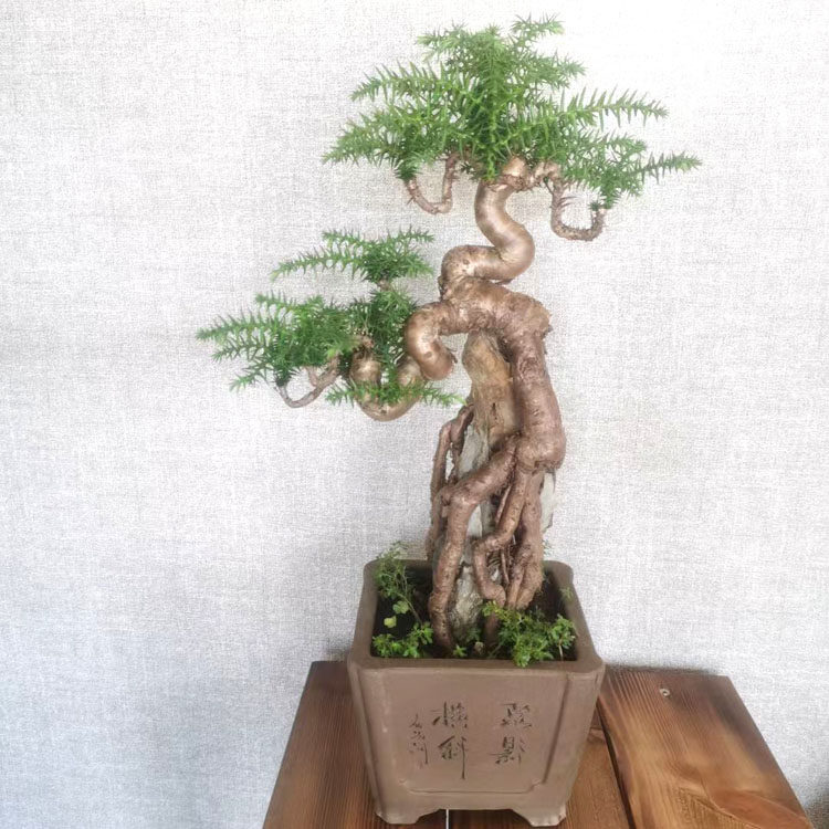 澳洲松树桩盆景澳洲杉客厅桌面高档盆栽净化空气四季常青绿植植物,鲜花速递/花卉仿真/绿植园艺,绿植,淘宝优惠券,粉丝福利购,淘宝优惠卷
