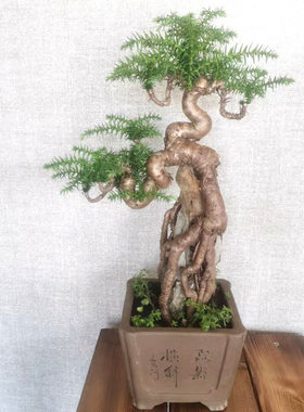 松树盆景室内绿植水培澳洲杉