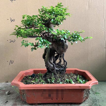 小叶红芽雀梅树桩盆景造型矮霸精品老桩净化空气绿植盆栽四季常青