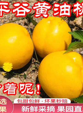 黄金油桃黄油桃北京平谷产地发货