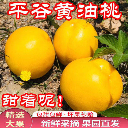 黄金油桃黄油桃北京平谷产地发货