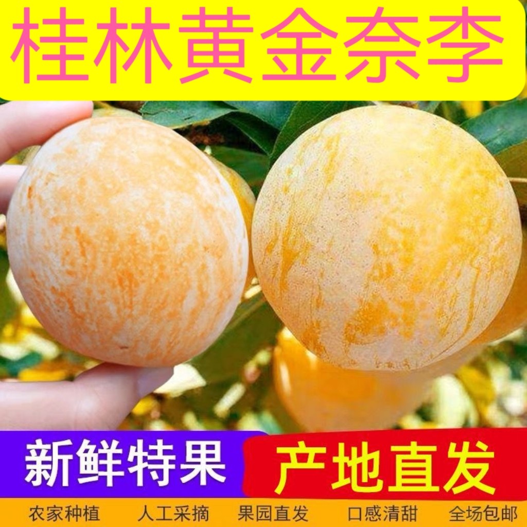 正宗广西桂林黄金奈李新鲜现摘现发孕妇应季水果脱骨蜂糖李子