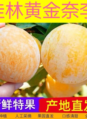 正宗广西桂林黄金奈李新鲜现摘现发孕妇应季水果脱骨蜂糖李子