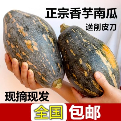 正宗广西桂林香芋南瓜宝宝辅食老小南瓜新鲜蔬菜非贝贝板栗南瓜