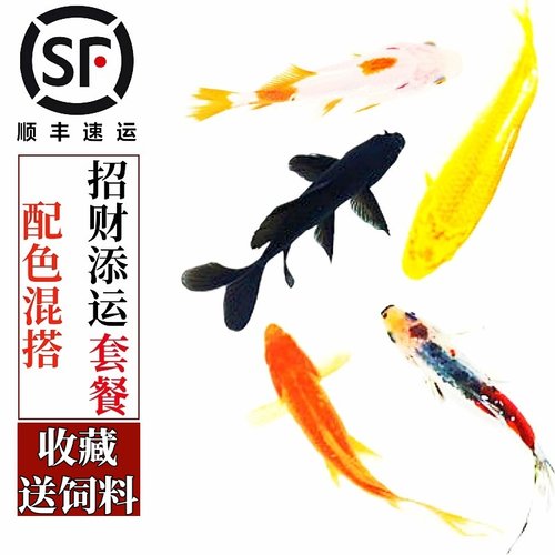 不需要加温小金鱼新手可养淡水鱼