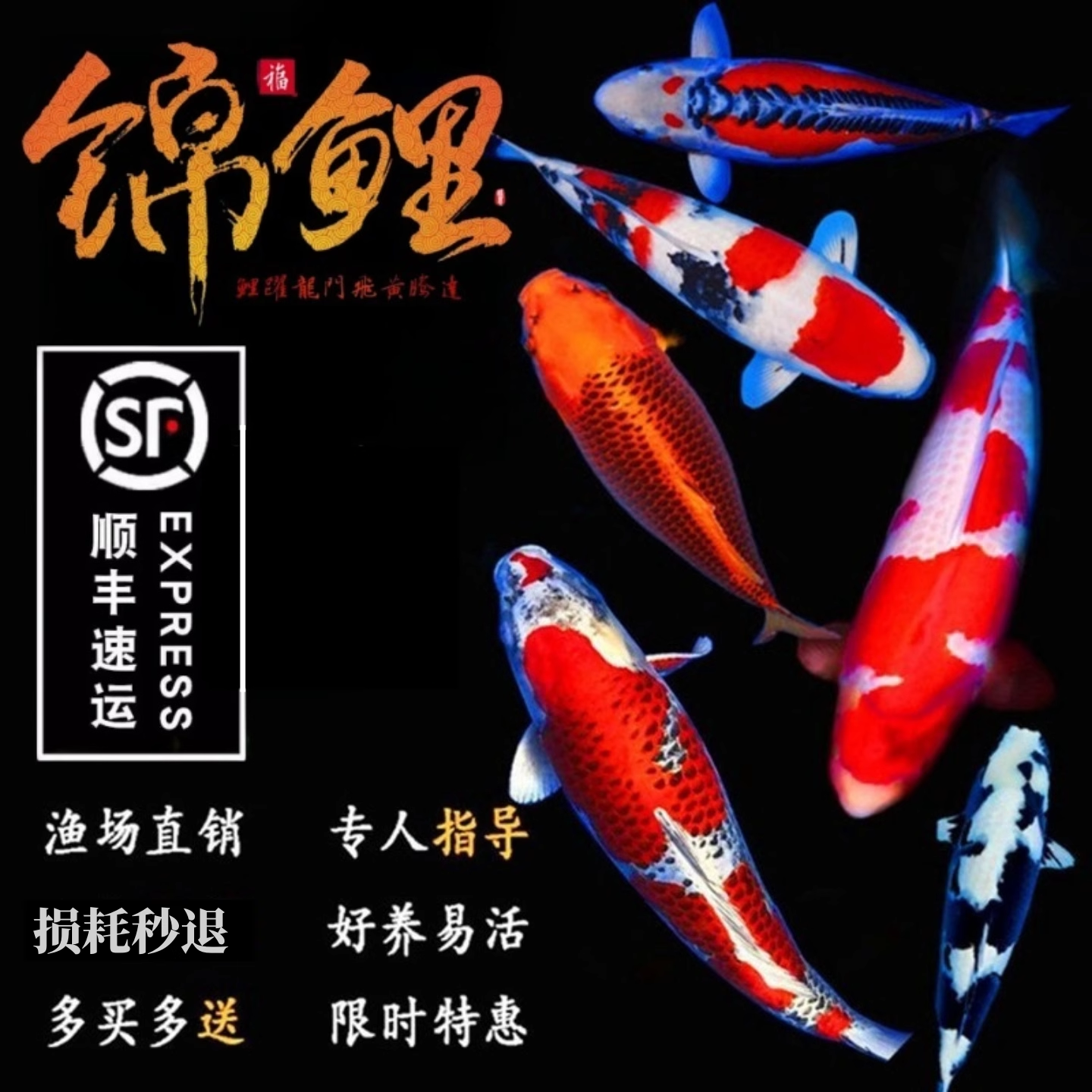 纯种锦鲤活鱼观赏鱼好养冷水