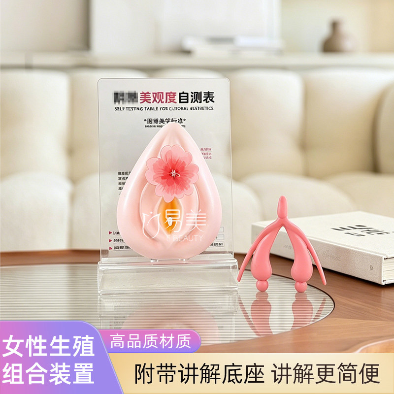 女性外生殖组合装置解剖模型妇科科普教演示道具学医用摆件科普