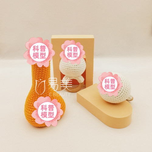 男性针织丁丁模型医学教具