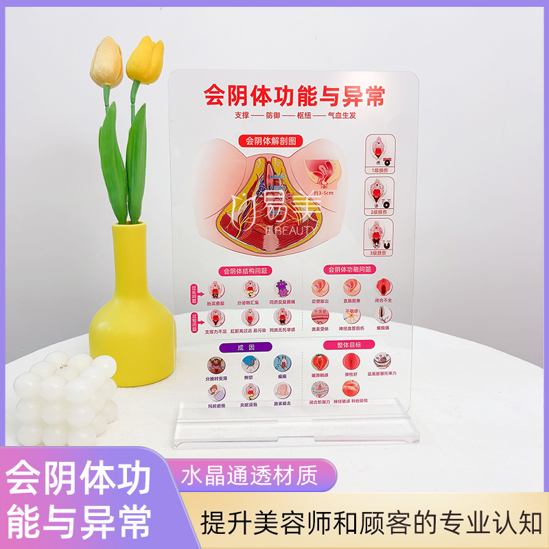 美容院私密护理亚克力摆件会阴体解剖图模型专业教育工具产康疗愈