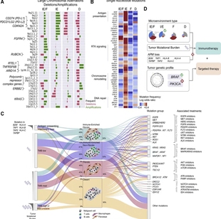 个人 留学生r语言医学统计回归分析spss森林图cox单细胞作SAS