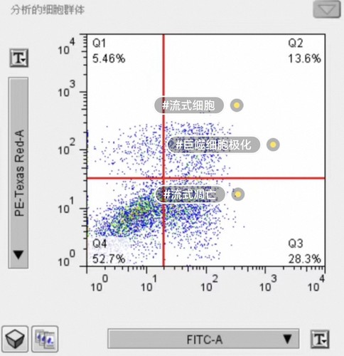 Flowjo多色流式数据分析补偿调节图形优化T-SNE UMAP降维聚类分析