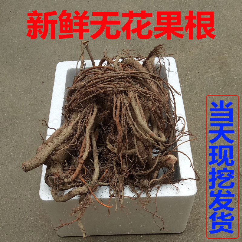 新鲜农家无花果根每天新鲜现挖无花果树根自家果园自产自销500克