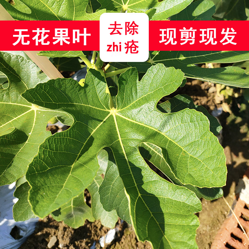 新鲜无花果叶子果园现剪现发zhi疮熏洗中药材无花果叶外用1斤包邮