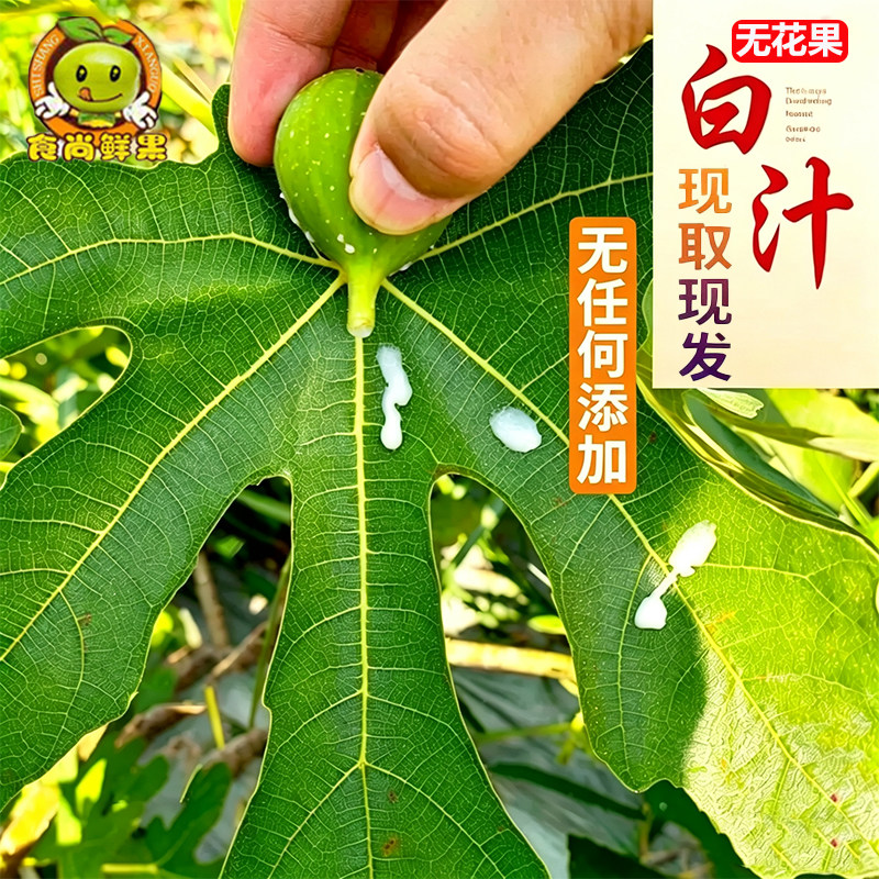 新鲜无花果白汁药用原浆乳液无花果汁液树茎叶枝汁产地现挤包邮