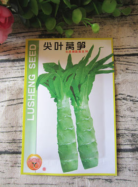 云南蔬菜种子包邮绿生尖叶香莴笋菜籽10克四季播种昆明品种青笋播