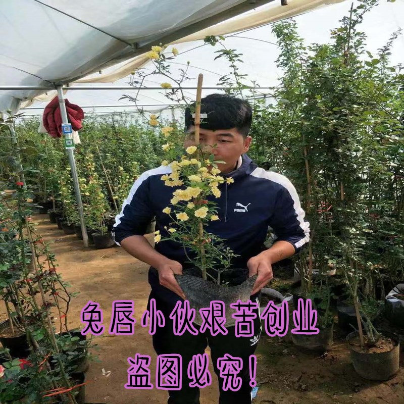 木香花苗七里香盆栽爬藤植物浓香四季甜蜜红木香花苗蔷薇攀援花卉