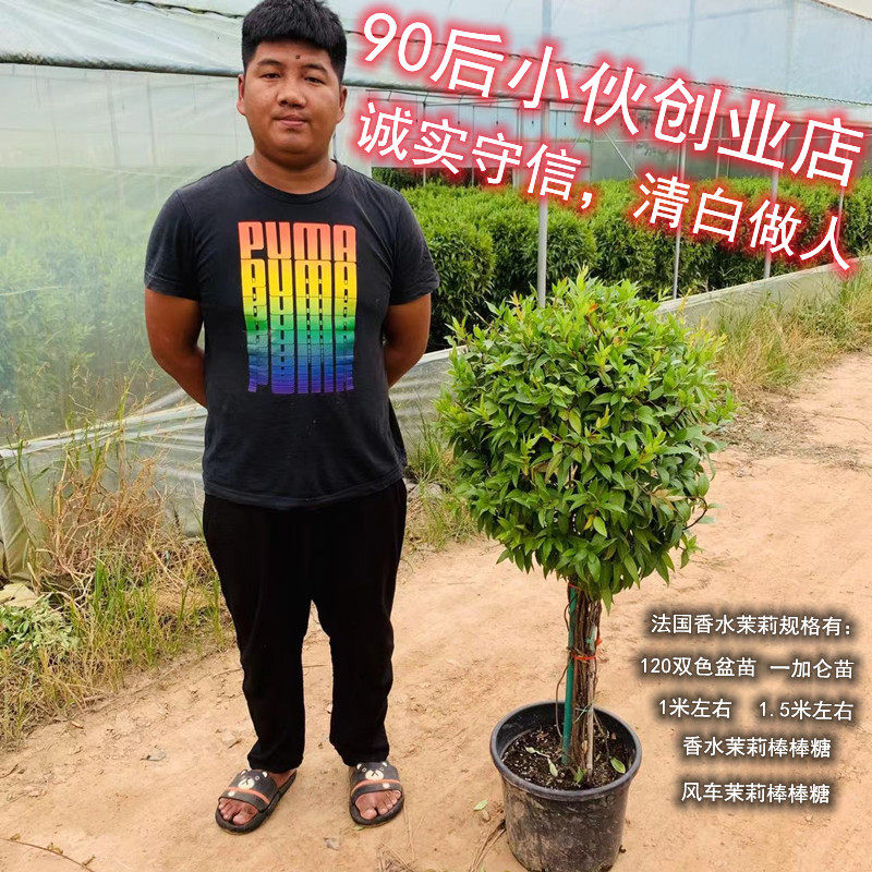 法国香水茉莉花阳台盆栽客厅室内浓香爬藤植物耐寒花卉冬季带花苞