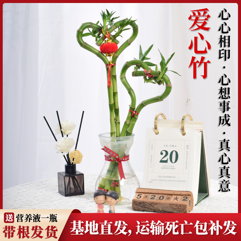 心形富贵竹室内水培好养桌面绿植